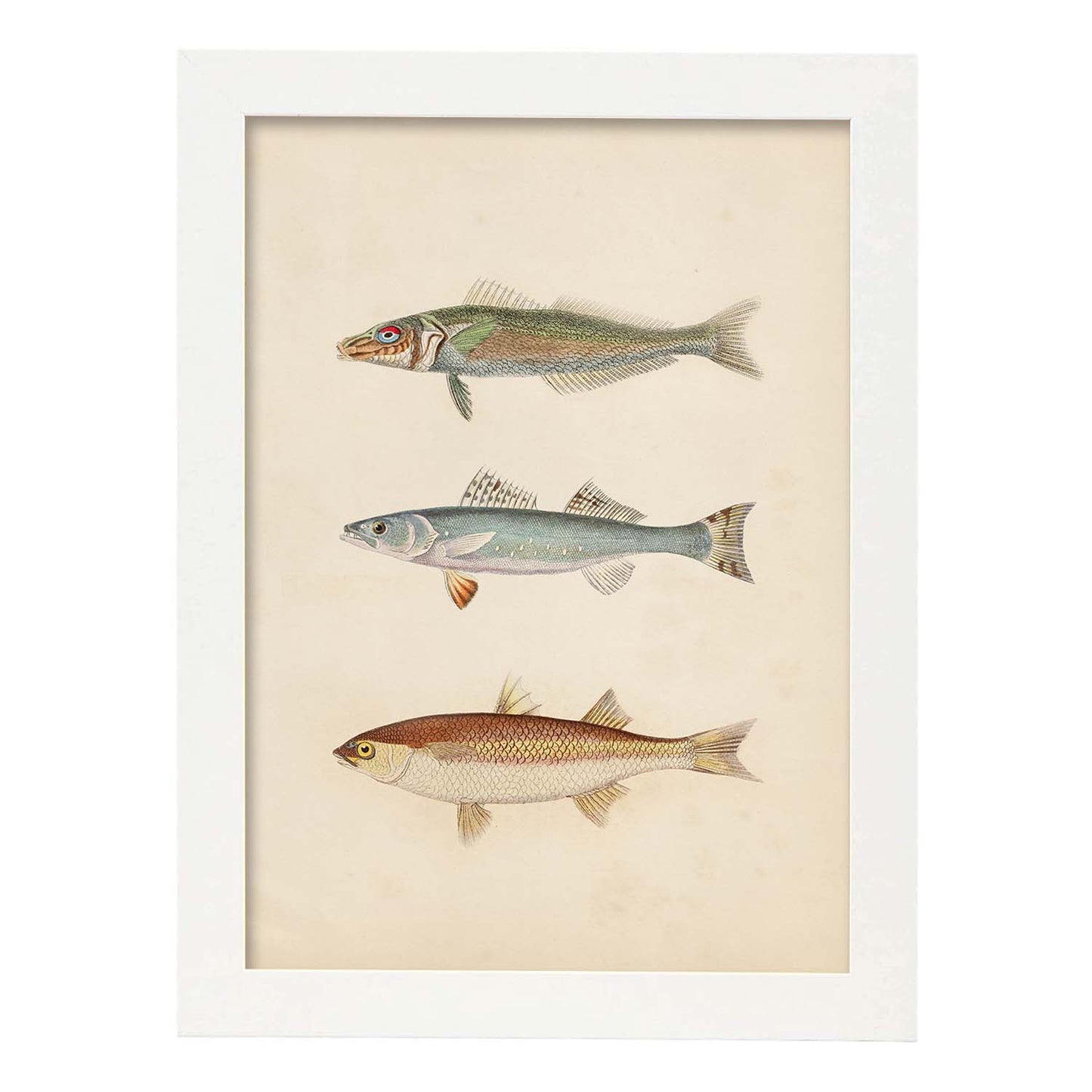 Lámina de tres peces gris, azul y marron en , fondo papel vintage.-Artwork-Nacnic-A3-Marco Blanco-Nacnic Estudio SL