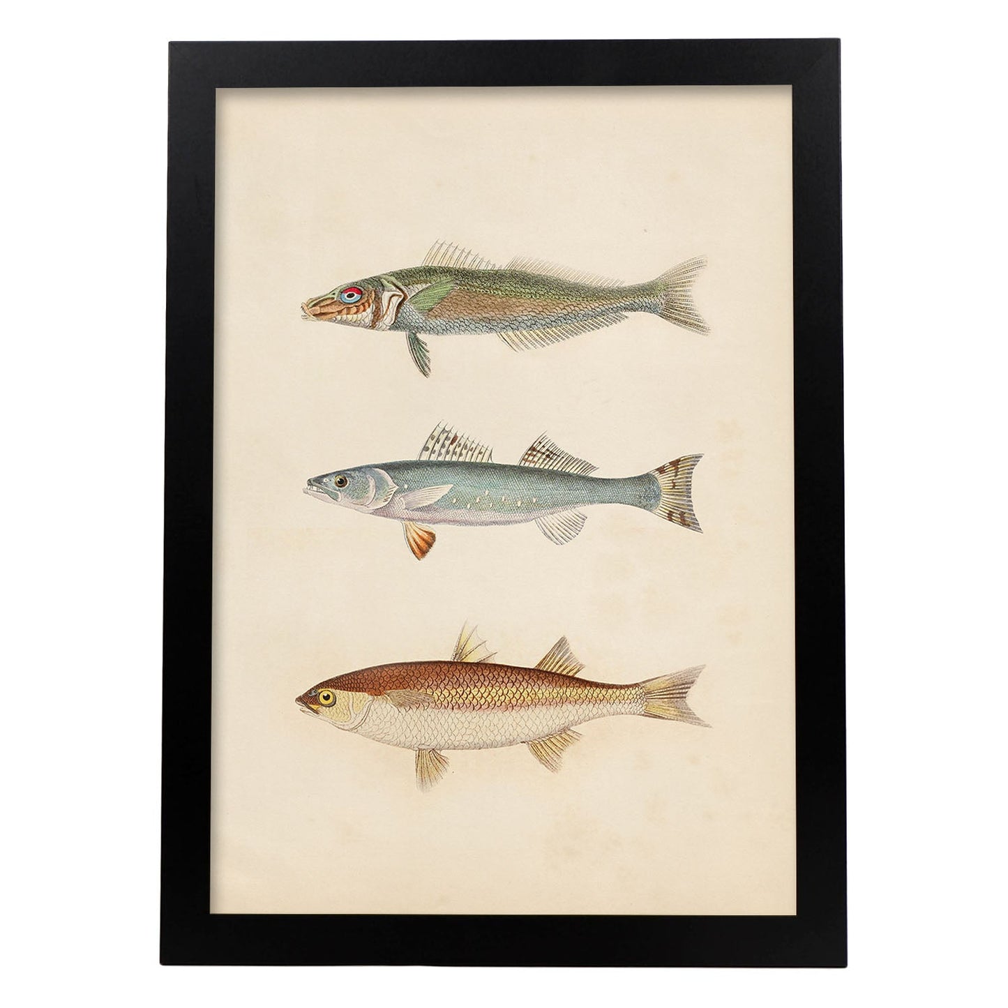 Lámina de tres peces gris, azul y marron en , fondo papel vintage.-Artwork-Nacnic-A3-Marco Negro-Nacnic Estudio SL