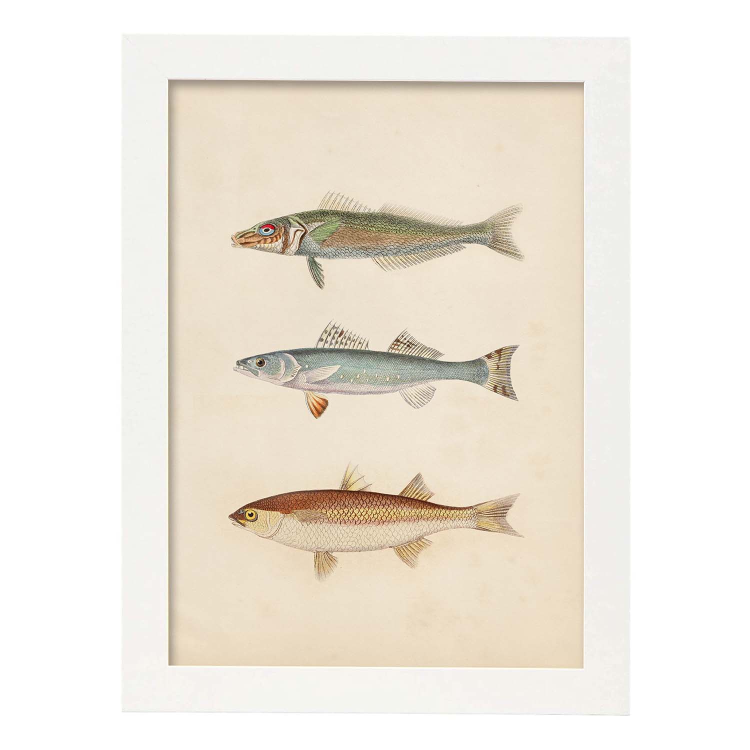 Lámina de tres peces gris, azul y marron en , fondo papel vintage.-Artwork-Nacnic-A4-Marco Blanco-Nacnic Estudio SL