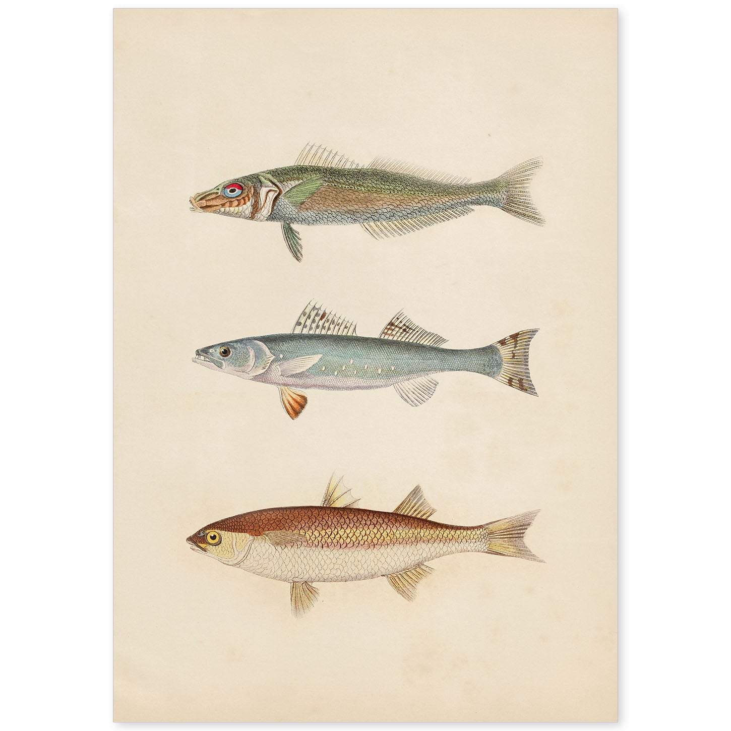 Lámina de tres peces gris, azul y marron en , fondo papel vintage.-Artwork-Nacnic-A4-Sin marco-Nacnic Estudio SL