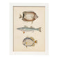 Lámina de tres peces marron azul y gris en , fondo papel vintage.-Artwork-Nacnic-A3-Marco Blanco-Nacnic Estudio SL