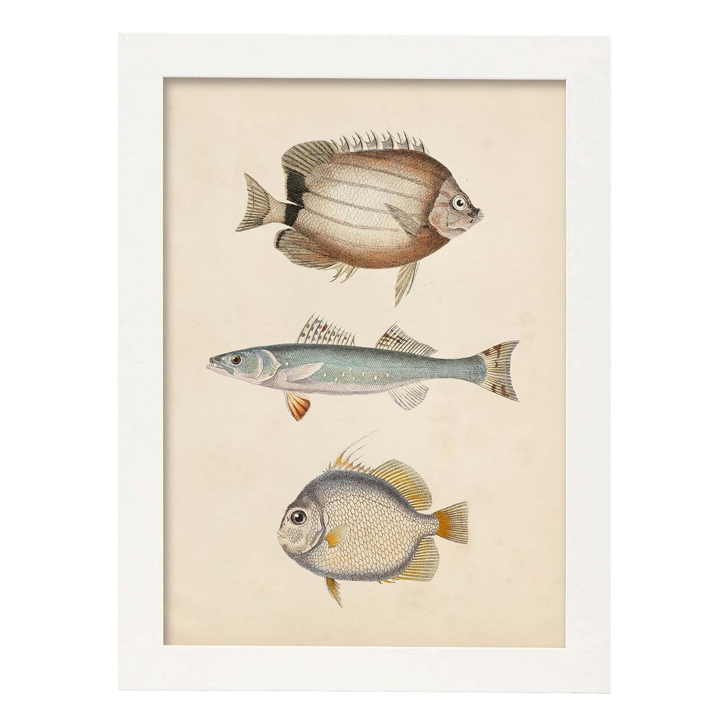 Lámina de tres peces marron azul y gris en , fondo papel vintage.-Artwork-Nacnic-A3-Marco Blanco-Nacnic Estudio SL