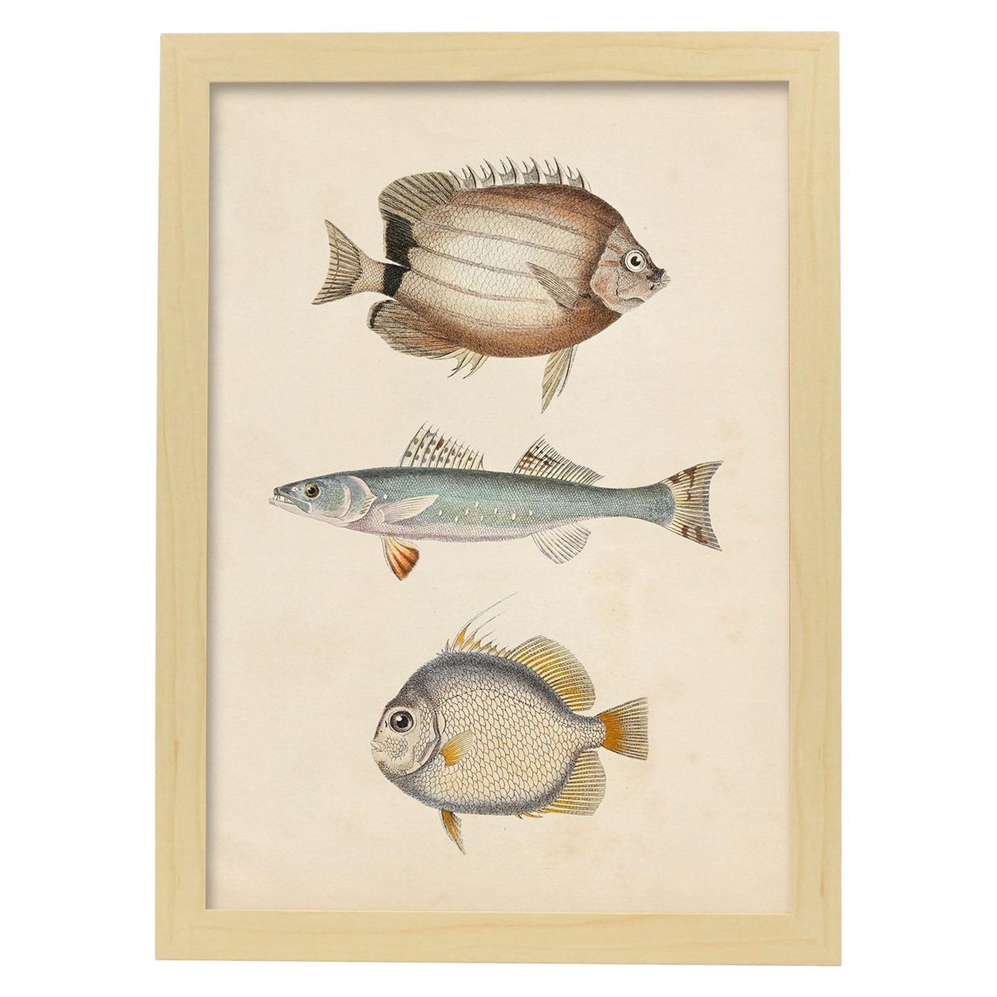 Lámina de tres peces marron azul y gris en , fondo papel vintage.-Artwork-Nacnic-A3-Marco Madera clara-Nacnic Estudio SL
