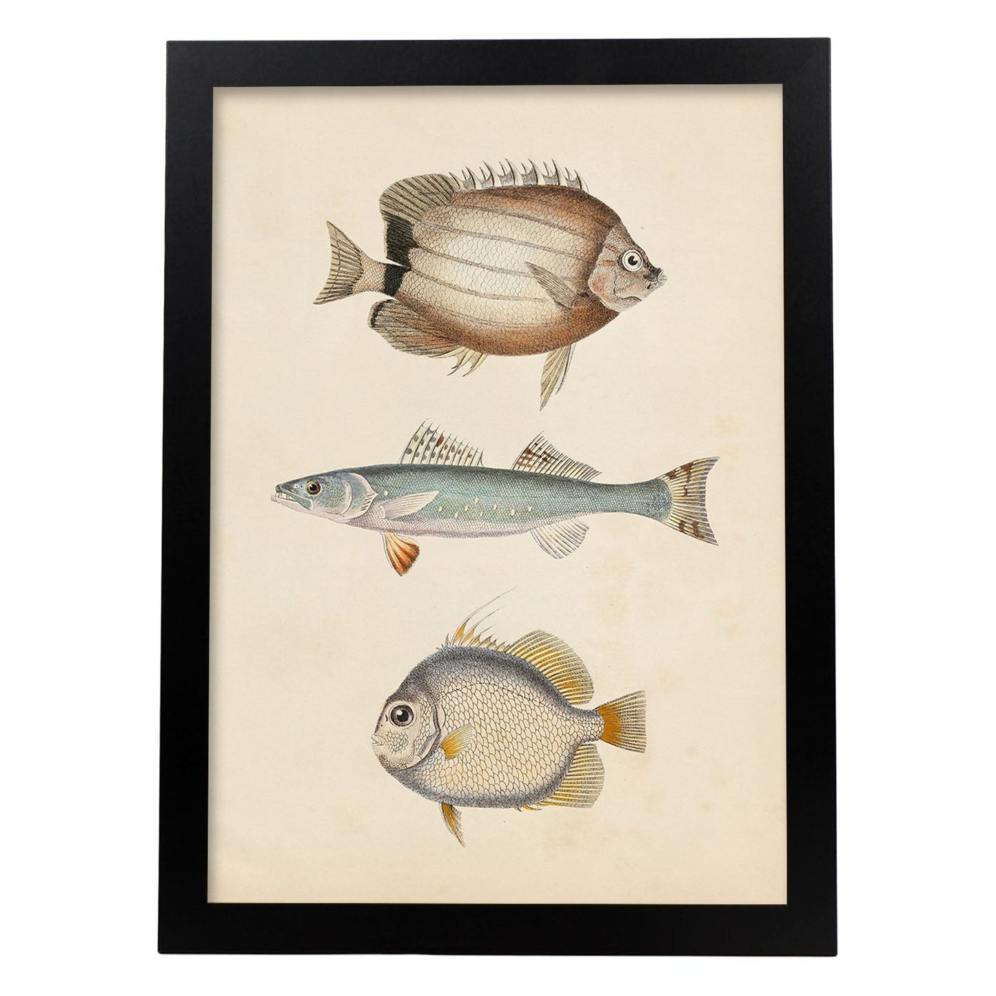 Lámina de tres peces marron azul y gris en , fondo papel vintage.-Artwork-Nacnic-A3-Marco Negro-Nacnic Estudio SL