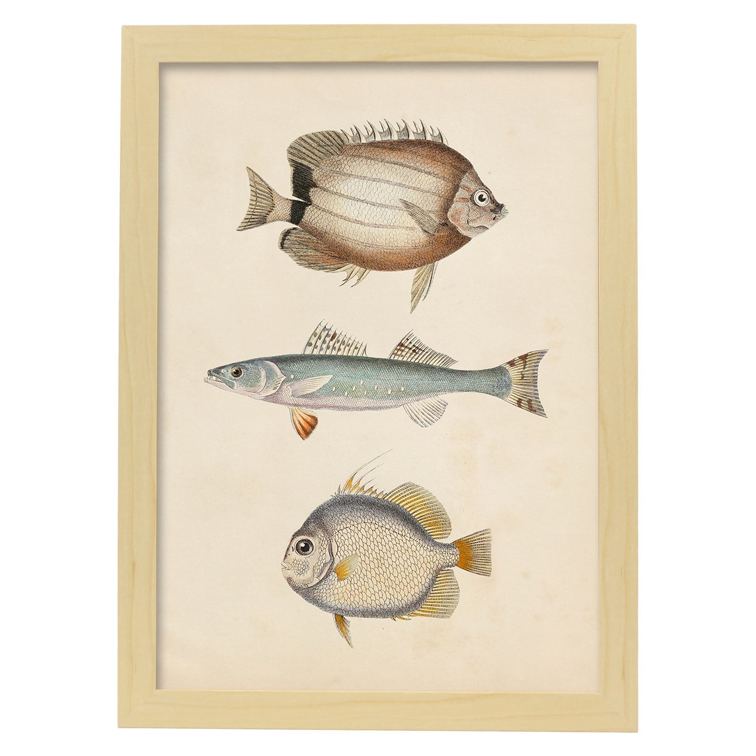 Lámina de tres peces marron azul y gris en , fondo papel vintage.-Artwork-Nacnic-A4-Marco Madera clara-Nacnic Estudio SL
