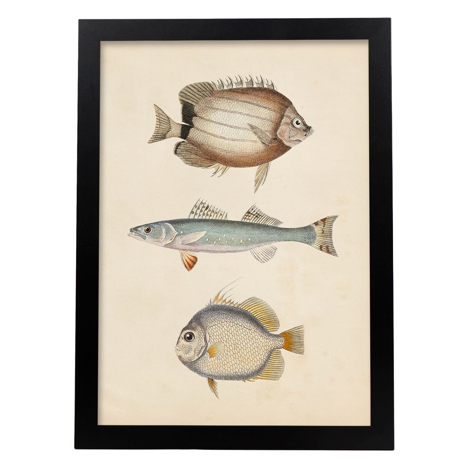 Lámina de tres peces marron azul y gris en , fondo papel vintage.-Artwork-Nacnic-A4-Marco Negro-Nacnic Estudio SL