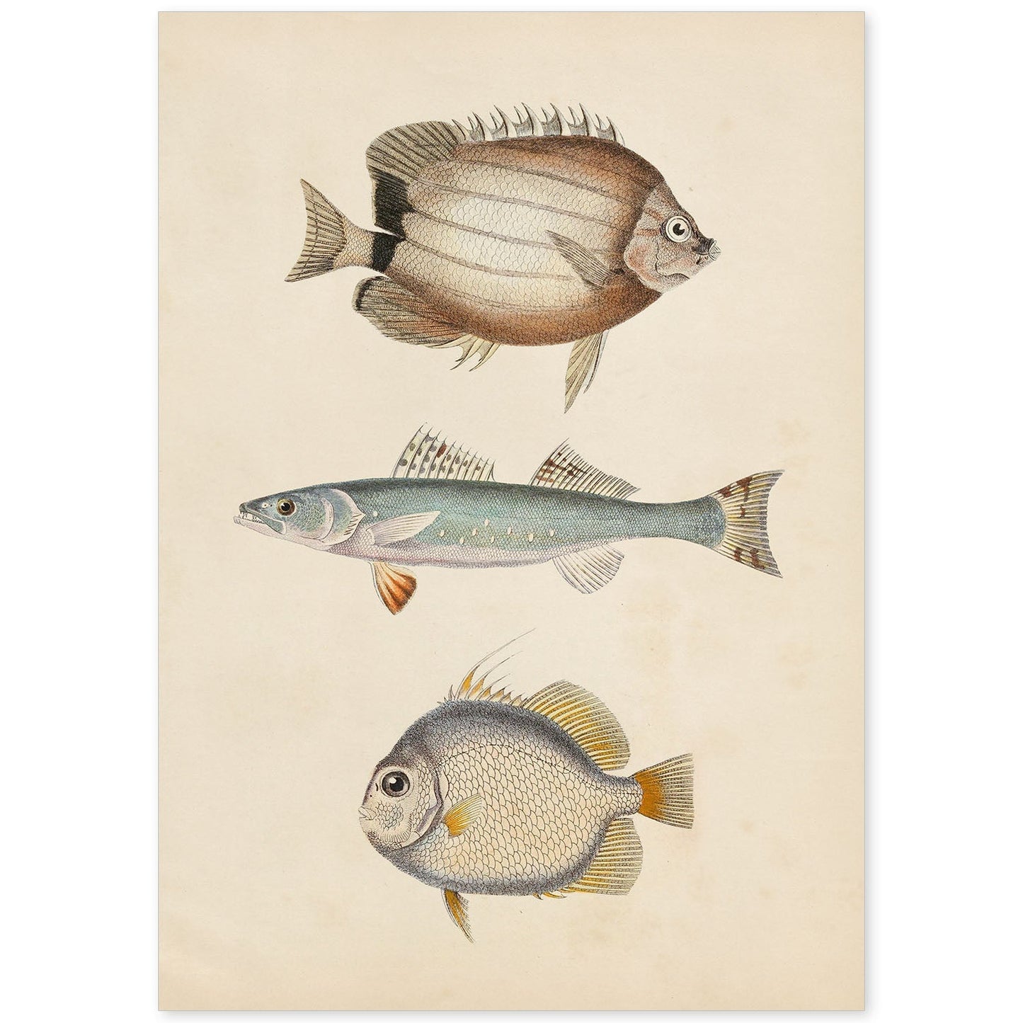 Lámina de tres peces marron azul y gris en , fondo papel vintage.-Artwork-Nacnic-A4-Sin marco-Nacnic Estudio SL