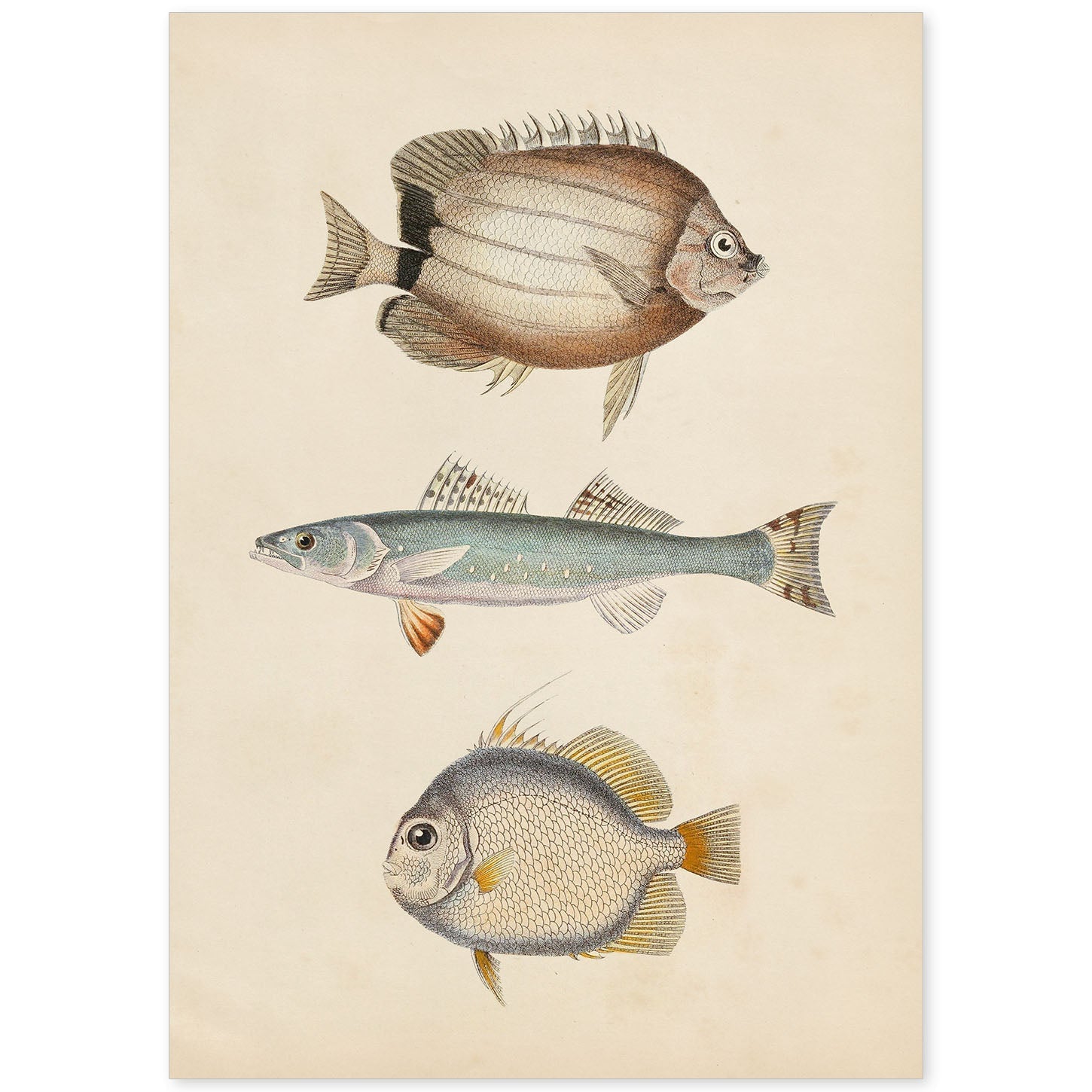 Lámina de tres peces marron azul y gris en , fondo papel vintage.-Artwork-Nacnic-A4-Sin marco-Nacnic Estudio SL