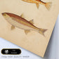 Lámina de tres peces marron, beige y naranja en , fondo papel vintage.-Artwork-Nacnic-Nacnic Estudio SL