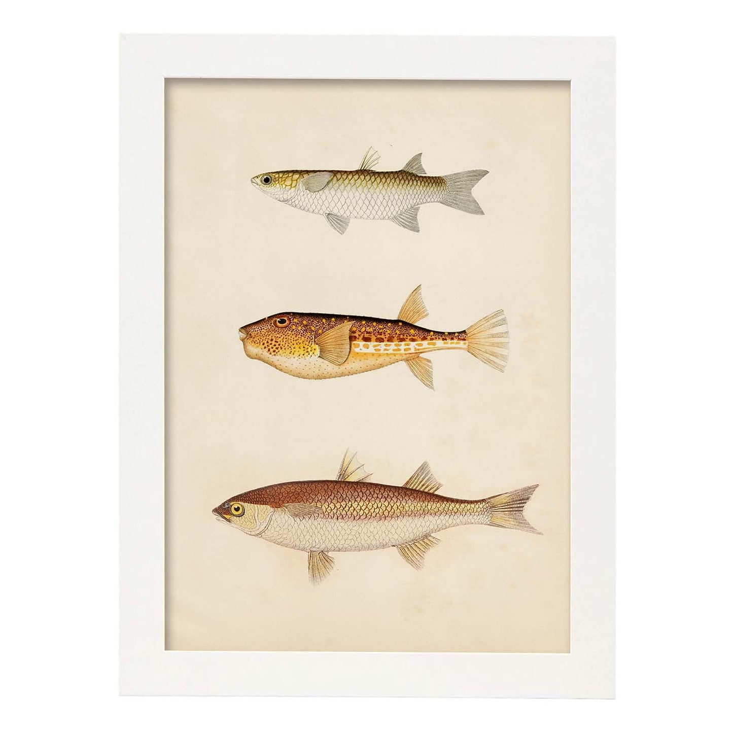 Lámina de tres peces marron, beige y naranja en , fondo papel vintage.-Artwork-Nacnic-A3-Marco Blanco-Nacnic Estudio SL