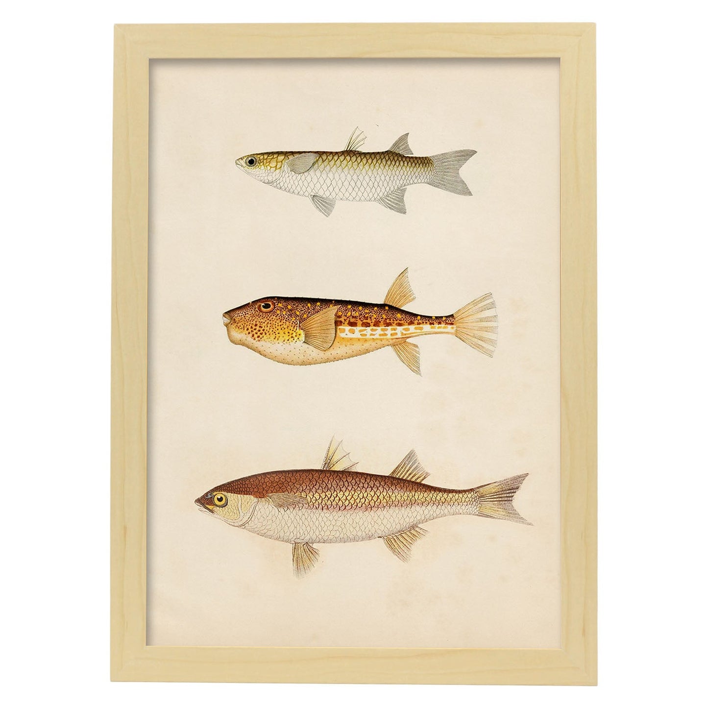 Lámina de tres peces marron, beige y naranja en , fondo papel vintage.-Artwork-Nacnic-A3-Marco Madera clara-Nacnic Estudio SL
