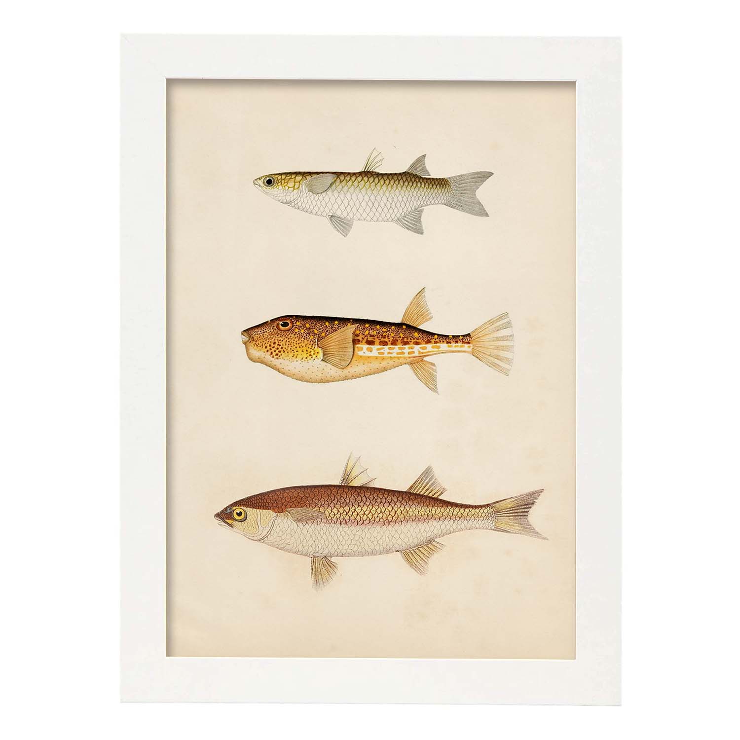 Lámina de tres peces marron, beige y naranja en , fondo papel vintage.-Artwork-Nacnic-A4-Marco Blanco-Nacnic Estudio SL