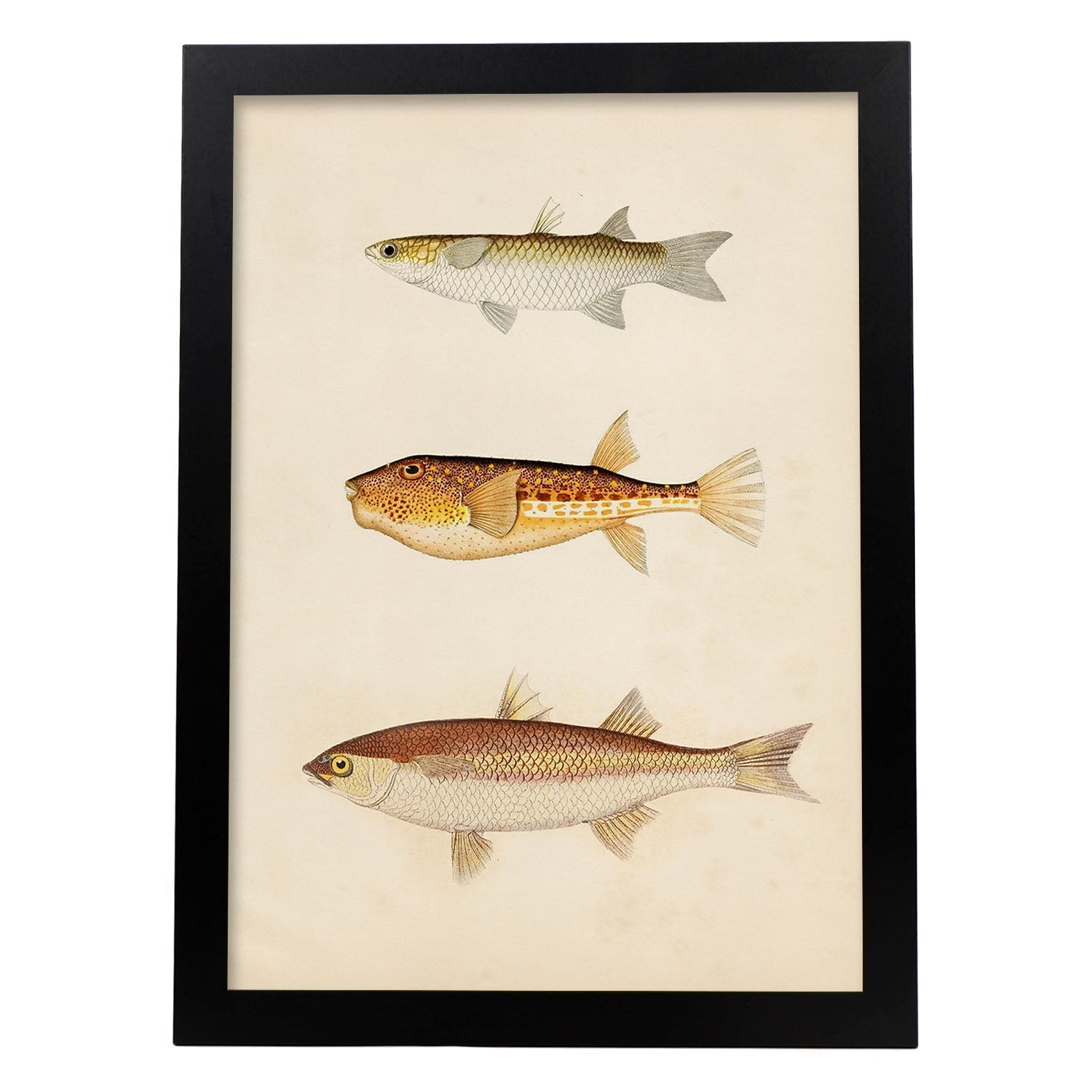 Lámina de tres peces marron, beige y naranja en , fondo papel vintage.-Artwork-Nacnic-A4-Marco Negro-Nacnic Estudio SL