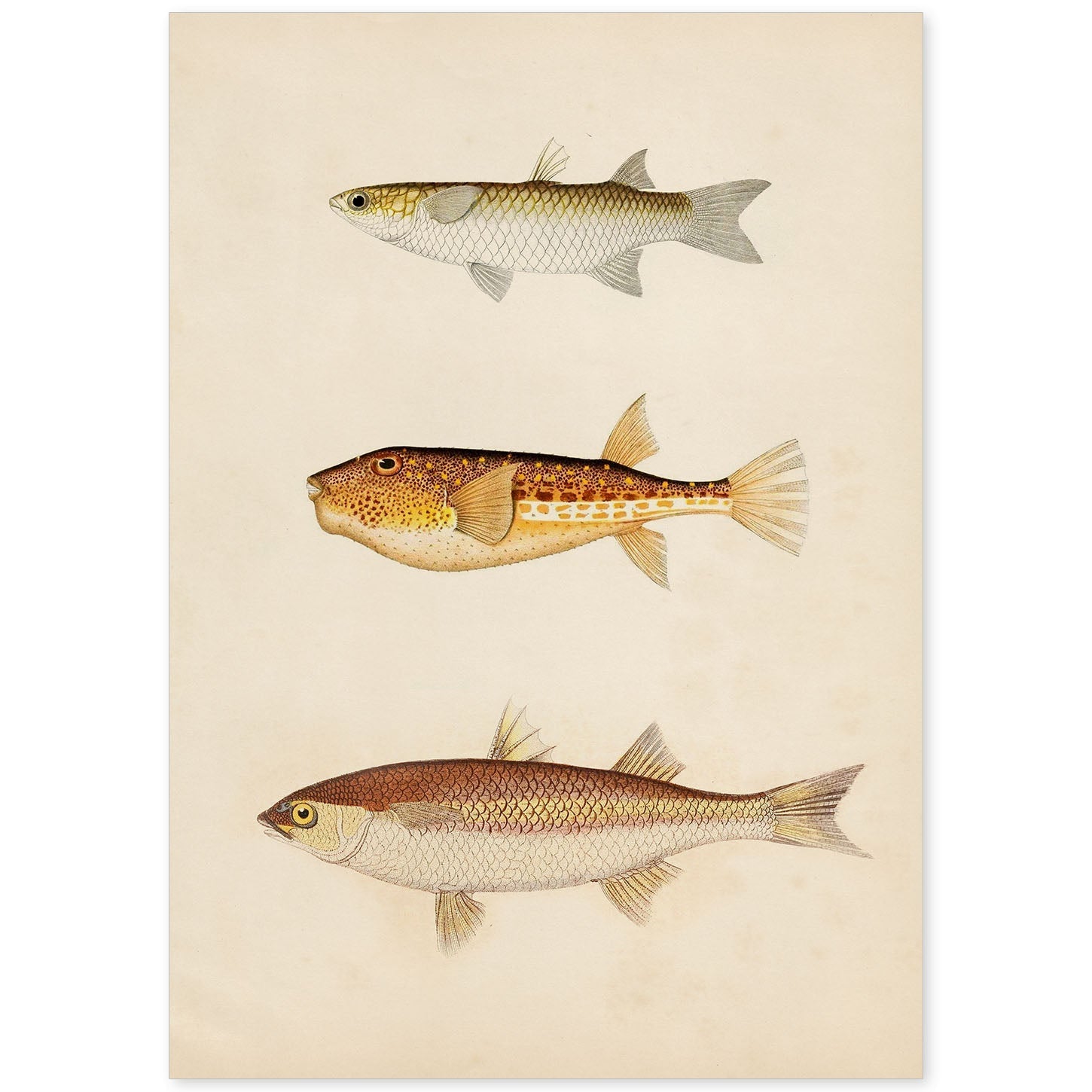 Lámina de tres peces marron, beige y naranja en , fondo papel vintage.-Artwork-Nacnic-A4-Sin marco-Nacnic Estudio SL