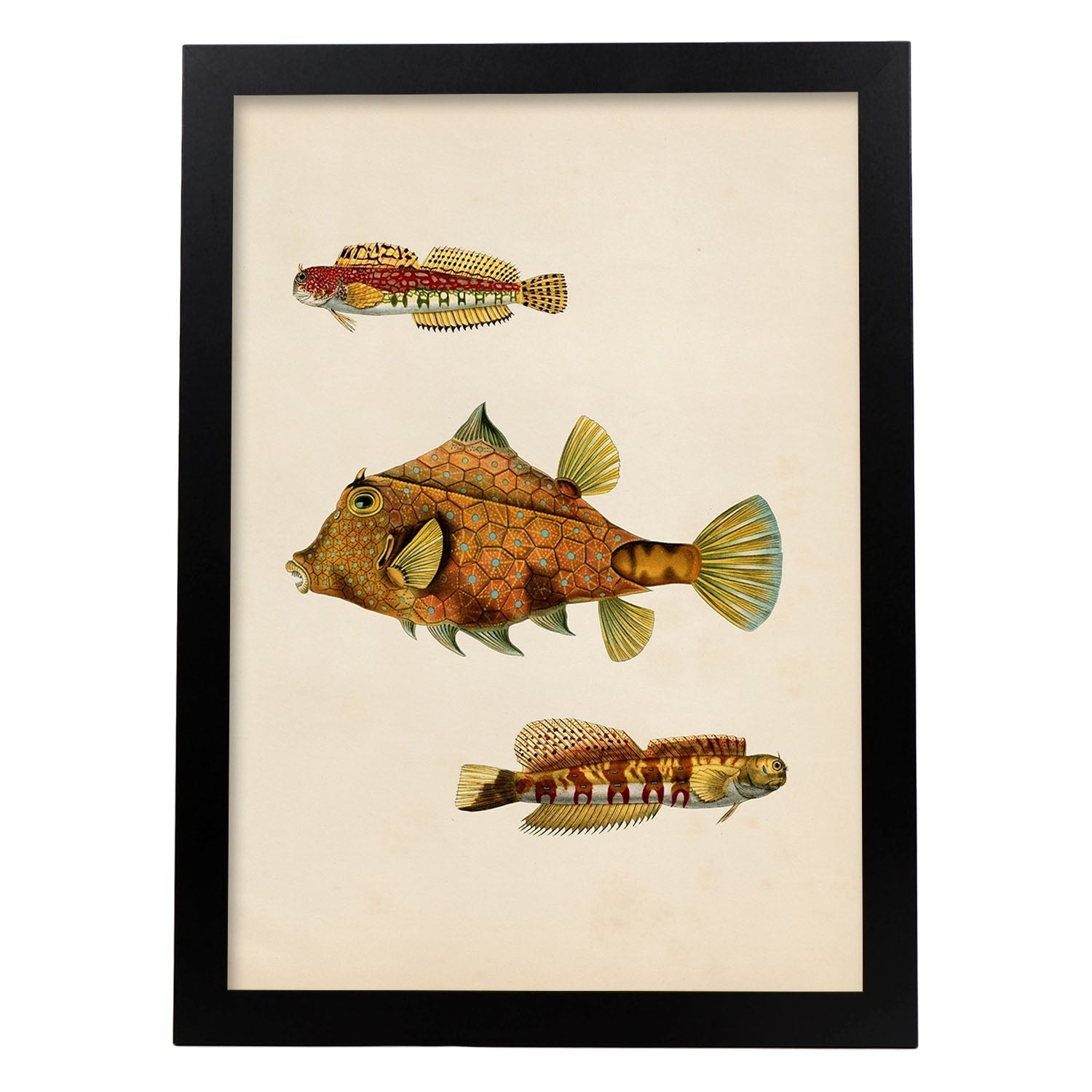 Lámina de tres peces marrones, amarillos en , fondo papel vintage.-Artwork-Nacnic-A3-Marco Negro-Nacnic Estudio SL