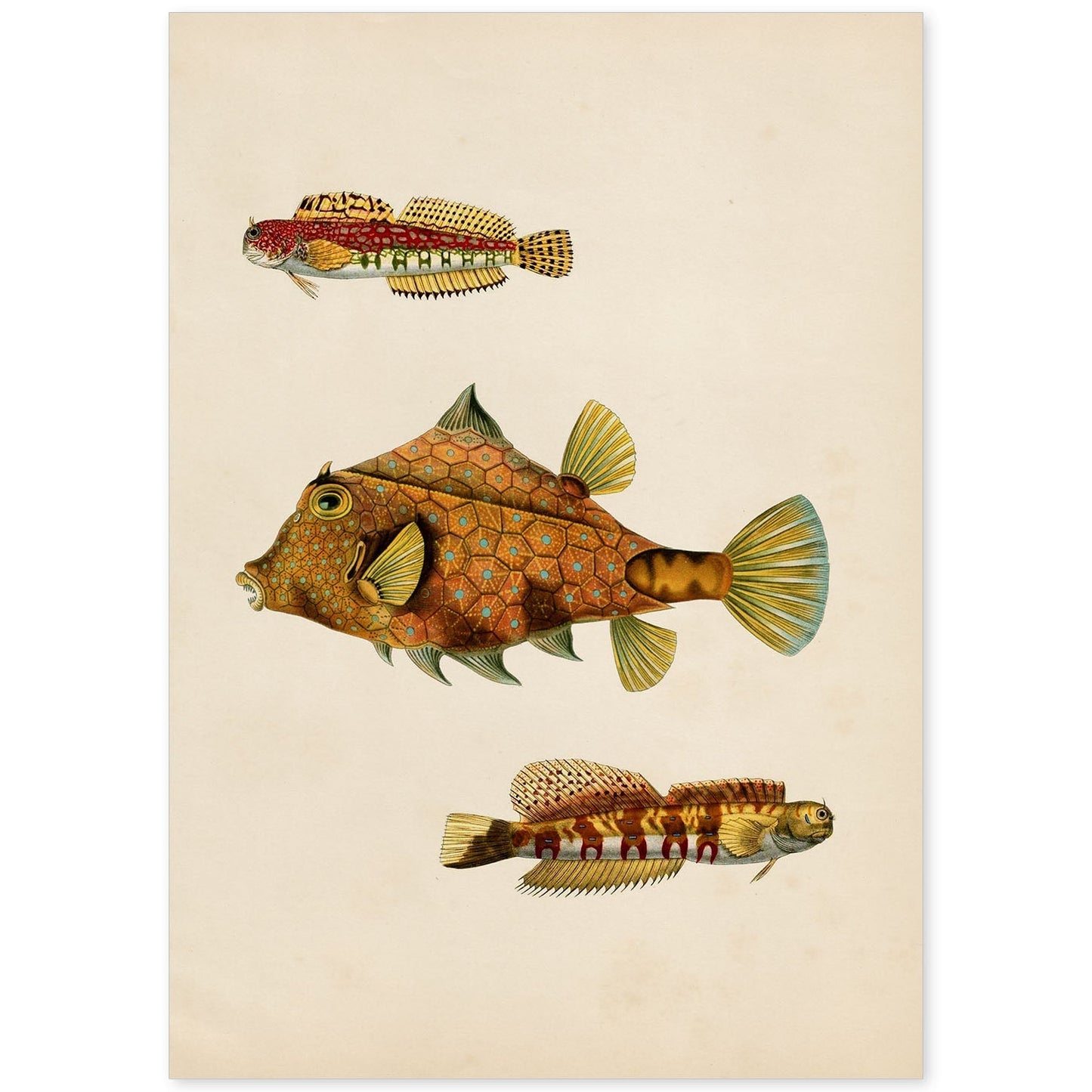 Lámina de tres peces marrones, amarillos en , fondo papel vintage.-Artwork-Nacnic-A4-Sin marco-Nacnic Estudio SL