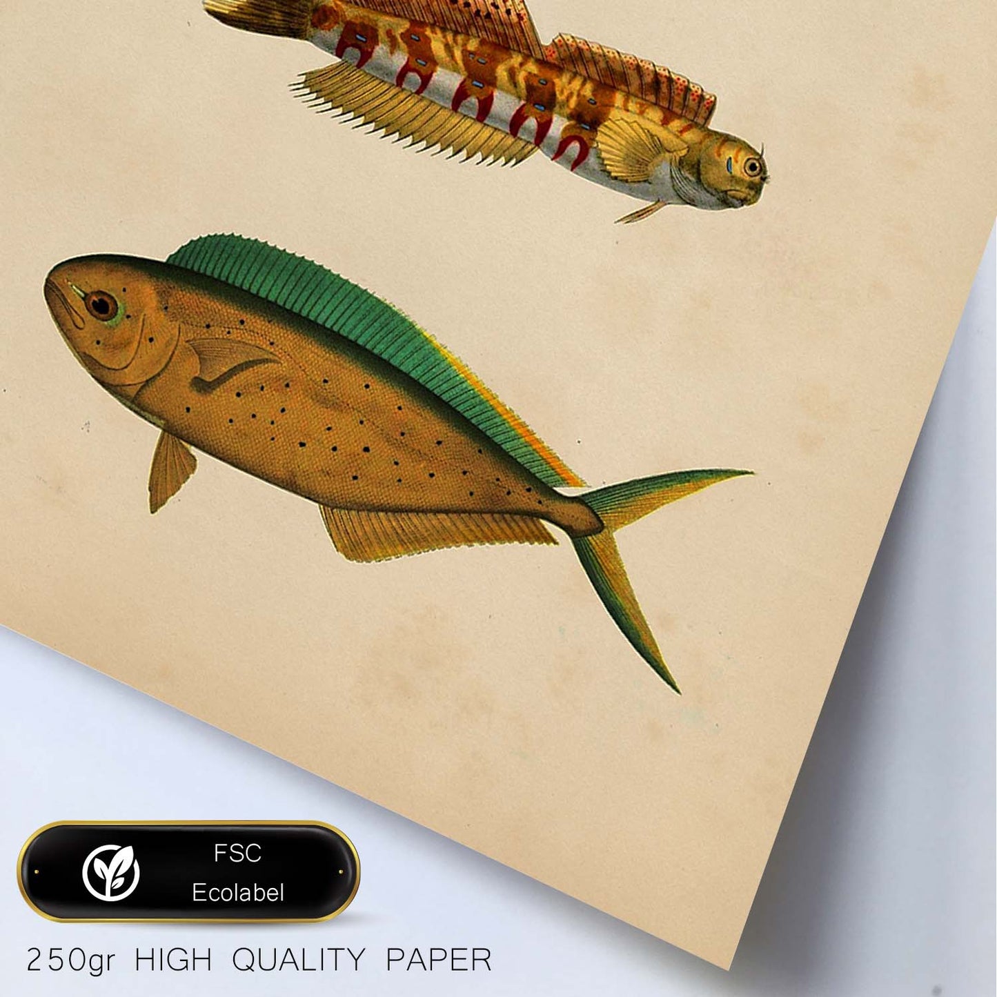 Lámina de tres peces marrones, verdes y naranjas en , fondo papel vintage.-Artwork-Nacnic-Nacnic Estudio SL