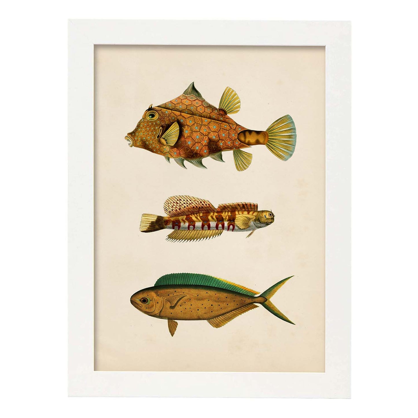 Lámina de tres peces marrones, verdes y naranjas en , fondo papel vintage.-Artwork-Nacnic-A3-Marco Blanco-Nacnic Estudio SL