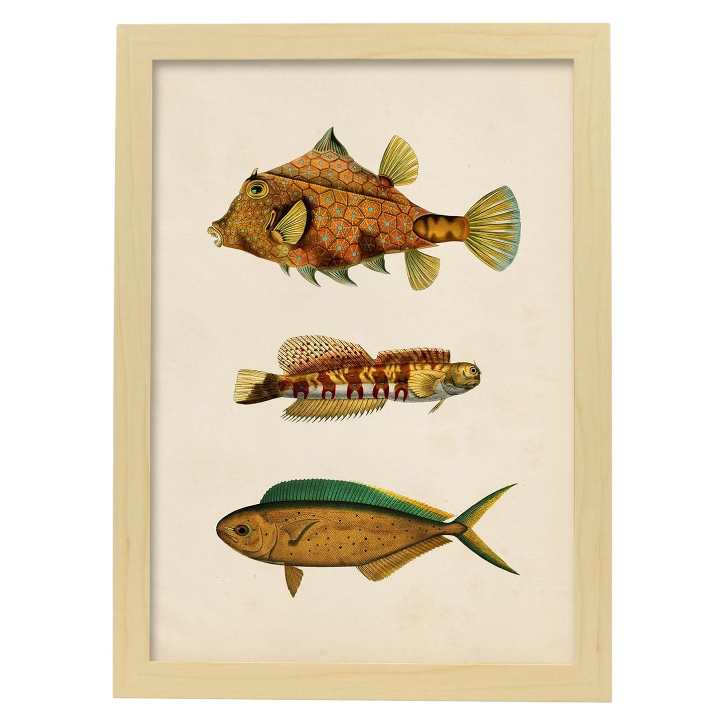 Lámina de tres peces marrones, verdes y naranjas en , fondo papel vintage.-Artwork-Nacnic-A3-Marco Madera clara-Nacnic Estudio SL