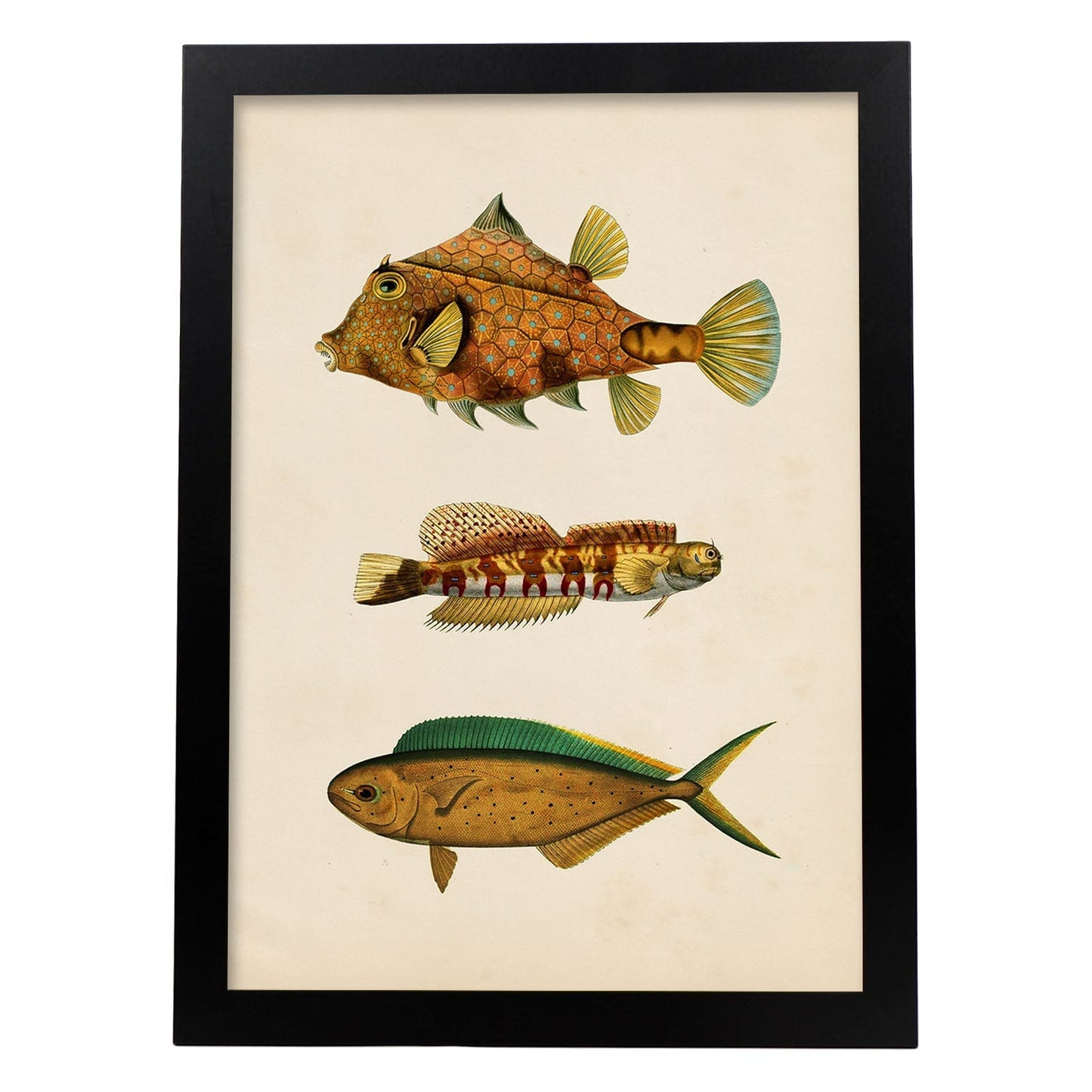 Lámina de tres peces marrones, verdes y naranjas en , fondo papel vintage.-Artwork-Nacnic-A3-Marco Negro-Nacnic Estudio SL