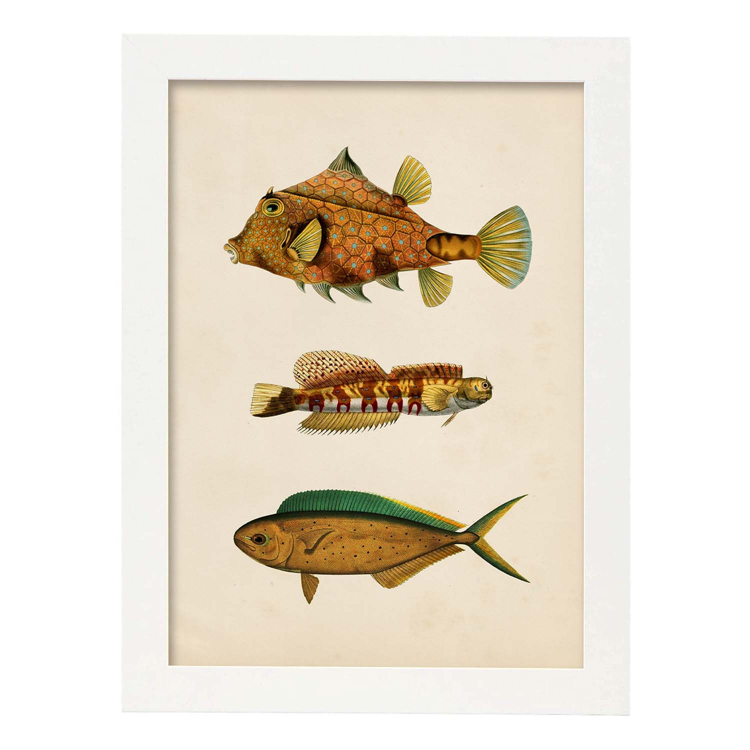 Lámina de tres peces marrones, verdes y naranjas en , fondo papel vintage.-Artwork-Nacnic-A4-Marco Blanco-Nacnic Estudio SL