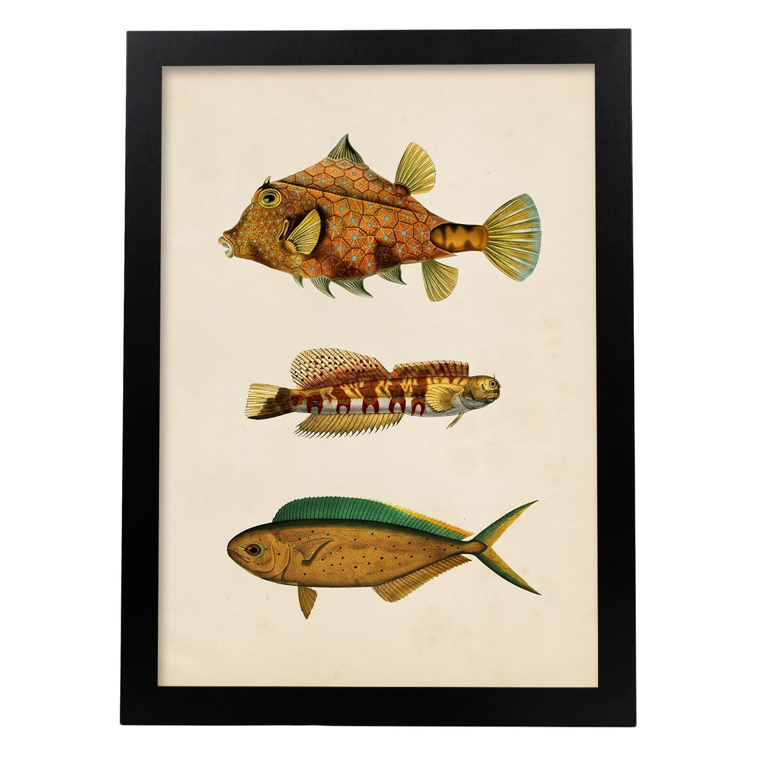 Lámina de tres peces marrones, verdes y naranjas en , fondo papel vintage.-Artwork-Nacnic-A4-Marco Negro-Nacnic Estudio SL