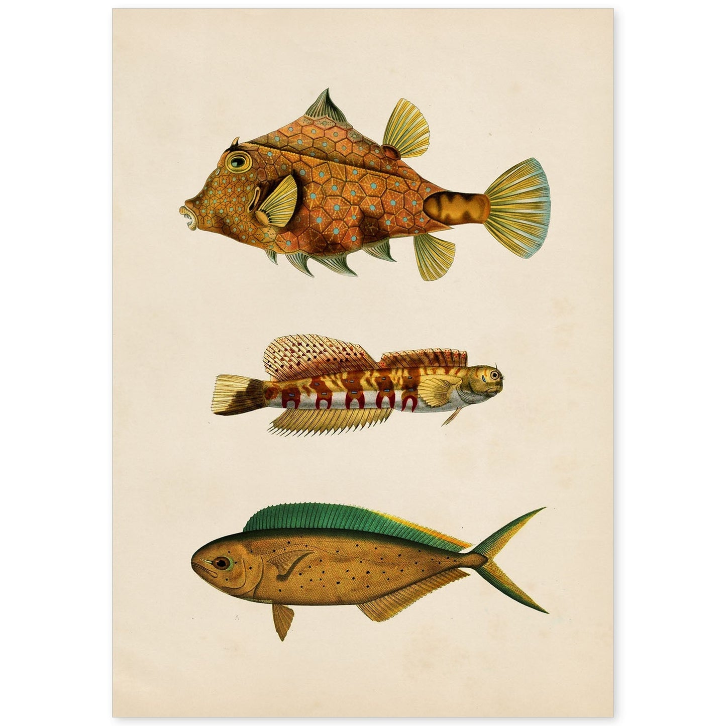 Lámina de tres peces marrones, verdes y naranjas en , fondo papel vintage.-Artwork-Nacnic-A4-Sin marco-Nacnic Estudio SL