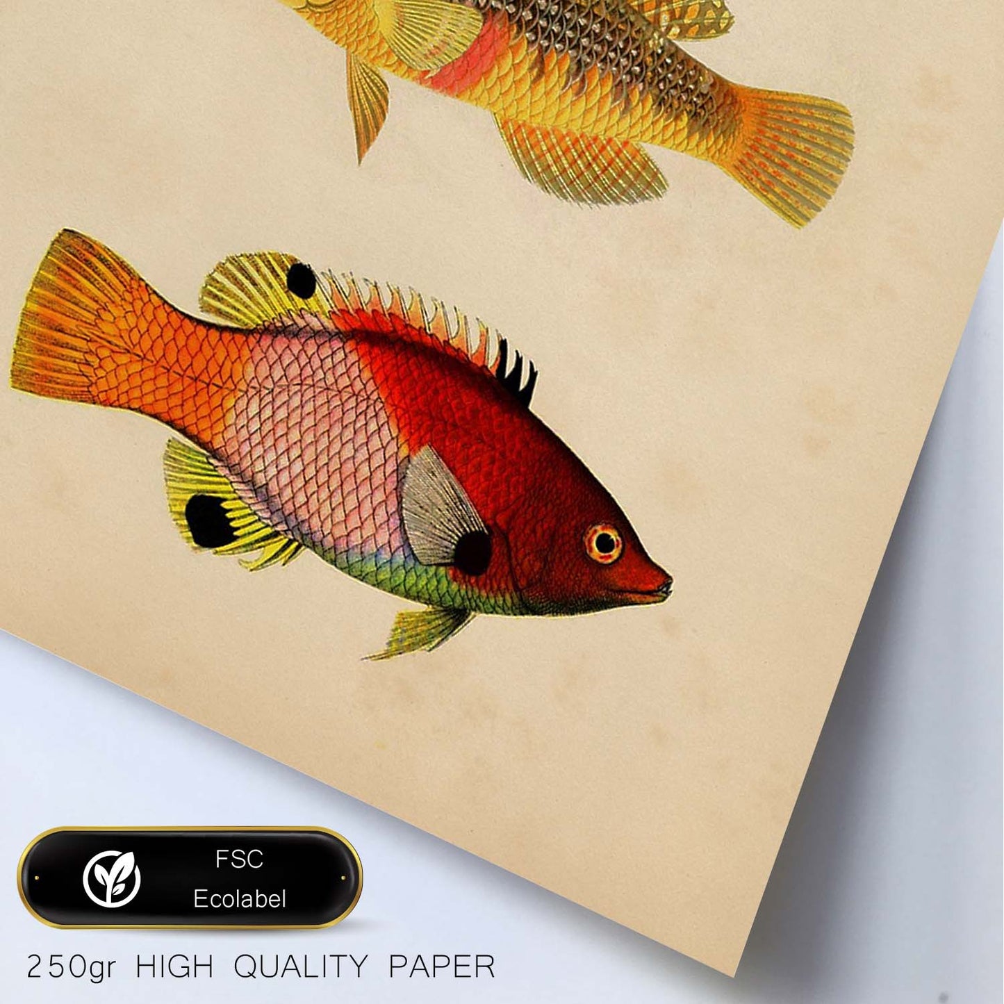Lámina de tres peces naranja, amarillo, verde y rojo en , fondo papel vintage.-Artwork-Nacnic-Nacnic Estudio SL