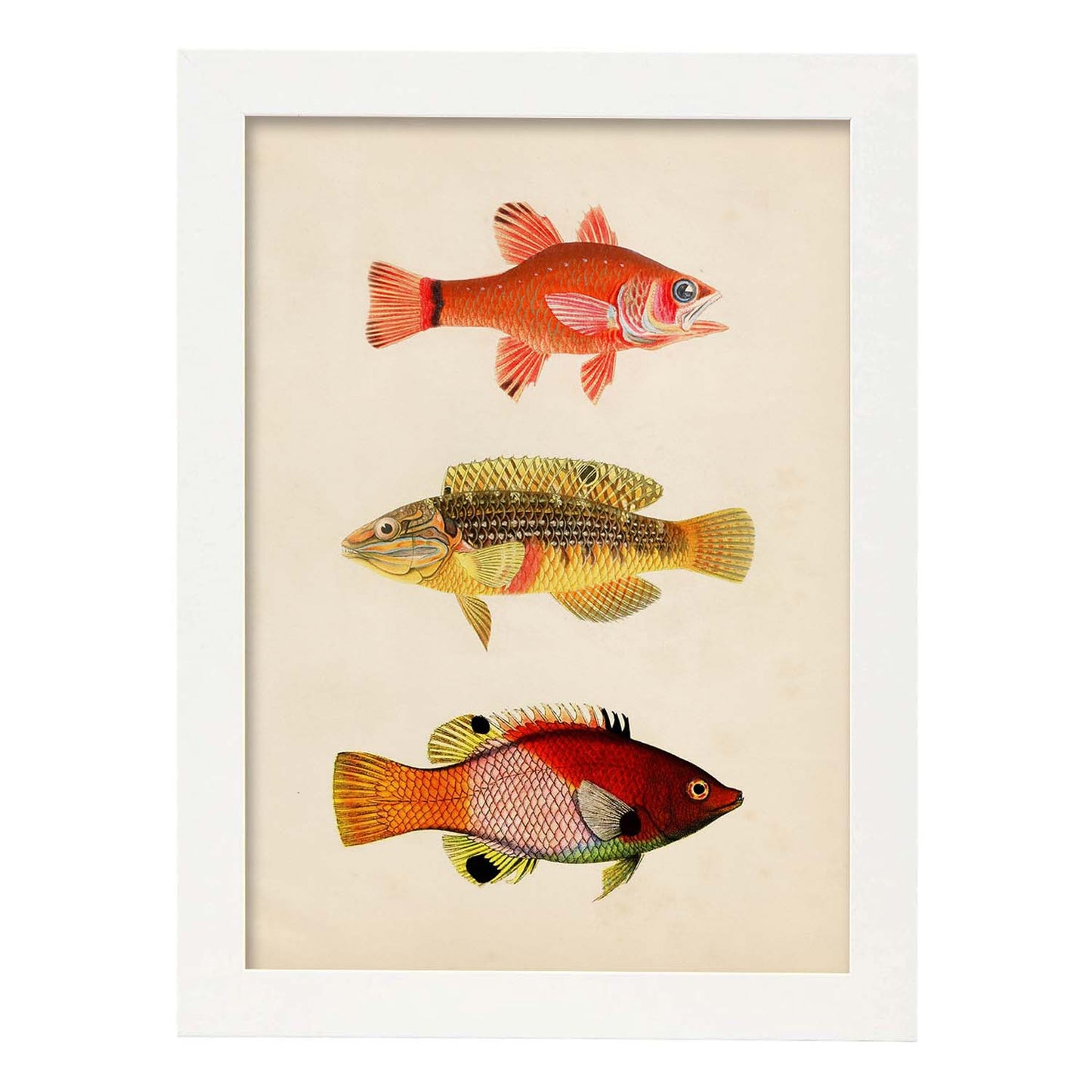Lámina de tres peces naranja, amarillo, verde y rojo en , fondo papel vintage.-Artwork-Nacnic-A3-Marco Blanco-Nacnic Estudio SL