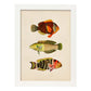 Lámina de tres peces naranja, amarillo, verde y rojo en , fondo papel vintage.-Artwork-Nacnic-A3-Marco Blanco-Nacnic Estudio SL