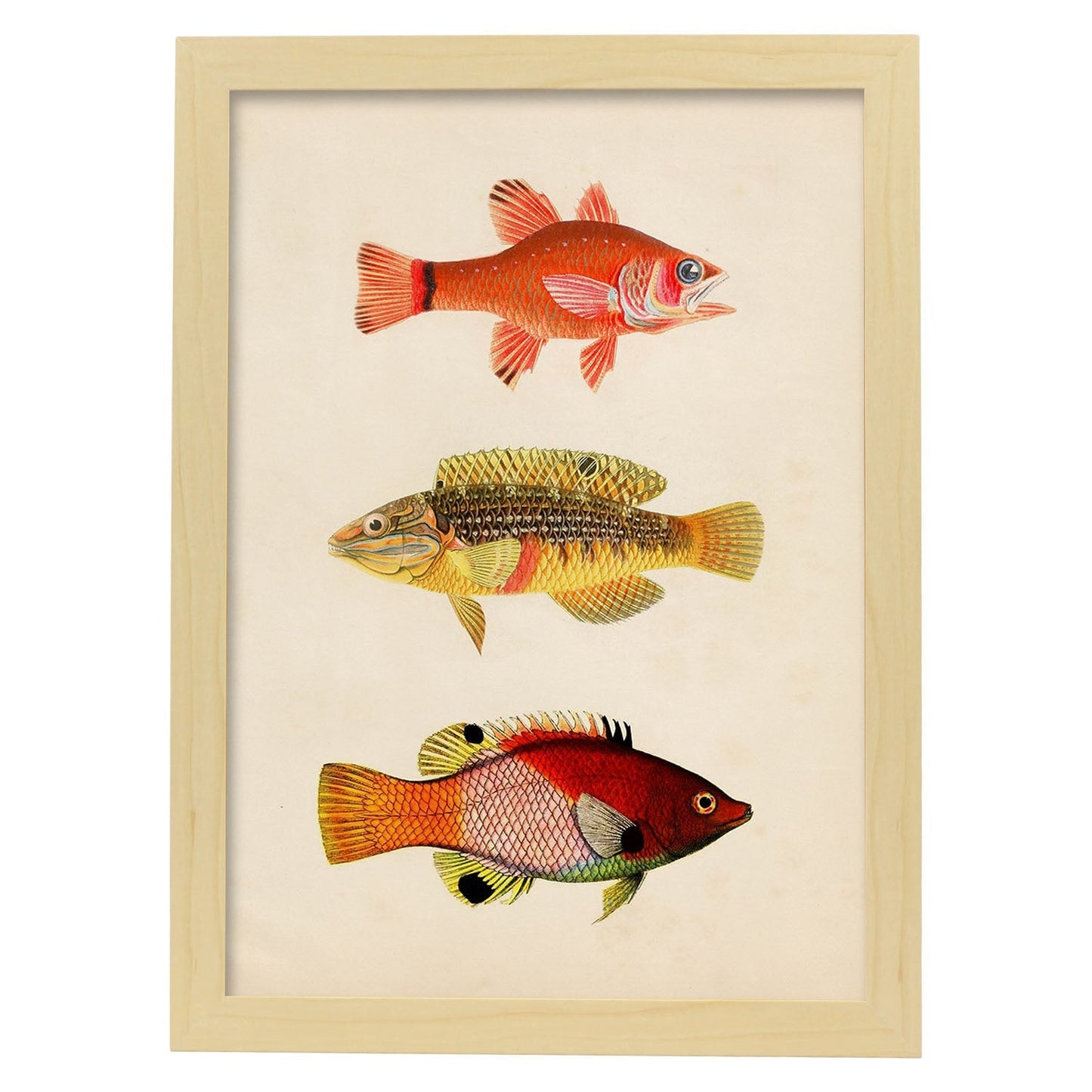 Lámina de tres peces naranja, amarillo, verde y rojo en , fondo papel vintage.-Artwork-Nacnic-A3-Marco Madera clara-Nacnic Estudio SL