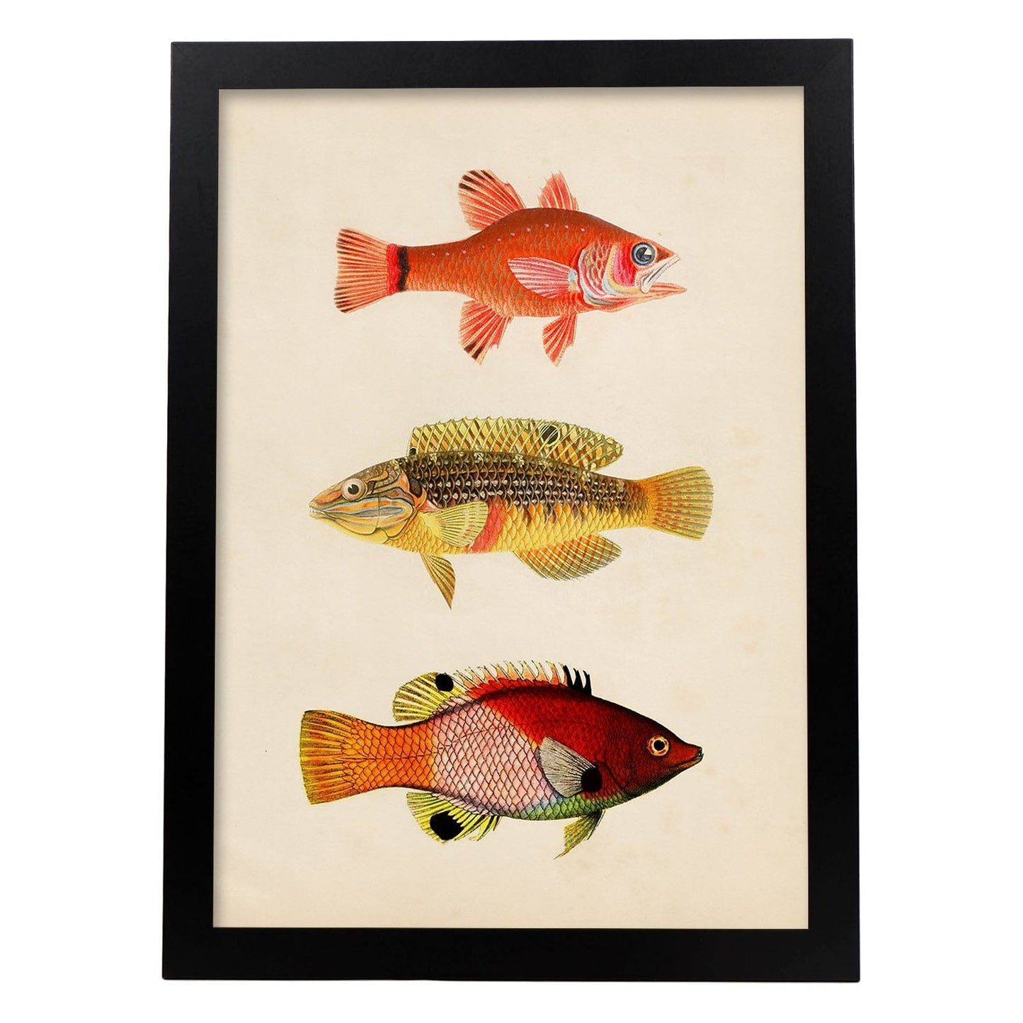 Lámina de tres peces naranja, amarillo, verde y rojo en , fondo papel vintage.-Artwork-Nacnic-A3-Marco Negro-Nacnic Estudio SL