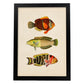 Lámina de tres peces naranja, amarillo, verde y rojo en , fondo papel vintage.-Artwork-Nacnic-A3-Marco Negro-Nacnic Estudio SL