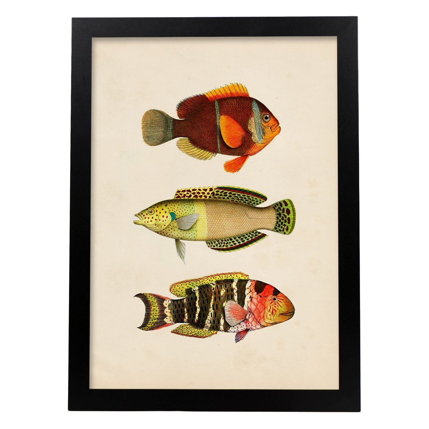Lámina de tres peces naranja, amarillo, verde y rojo en , fondo papel vintage.-Artwork-Nacnic-A3-Marco Negro-Nacnic Estudio SL