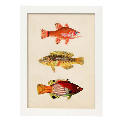 Lámina de tres peces naranja, amarillo, verde y rojo en , fondo papel vintage.-Artwork-Nacnic-A4-Marco Blanco-Nacnic Estudio SL