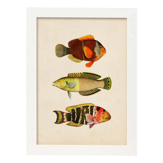 Lámina de tres peces naranja, amarillo, verde y rojo en , fondo papel vintage.-Artwork-Nacnic-A4-Marco Blanco-Nacnic Estudio SL