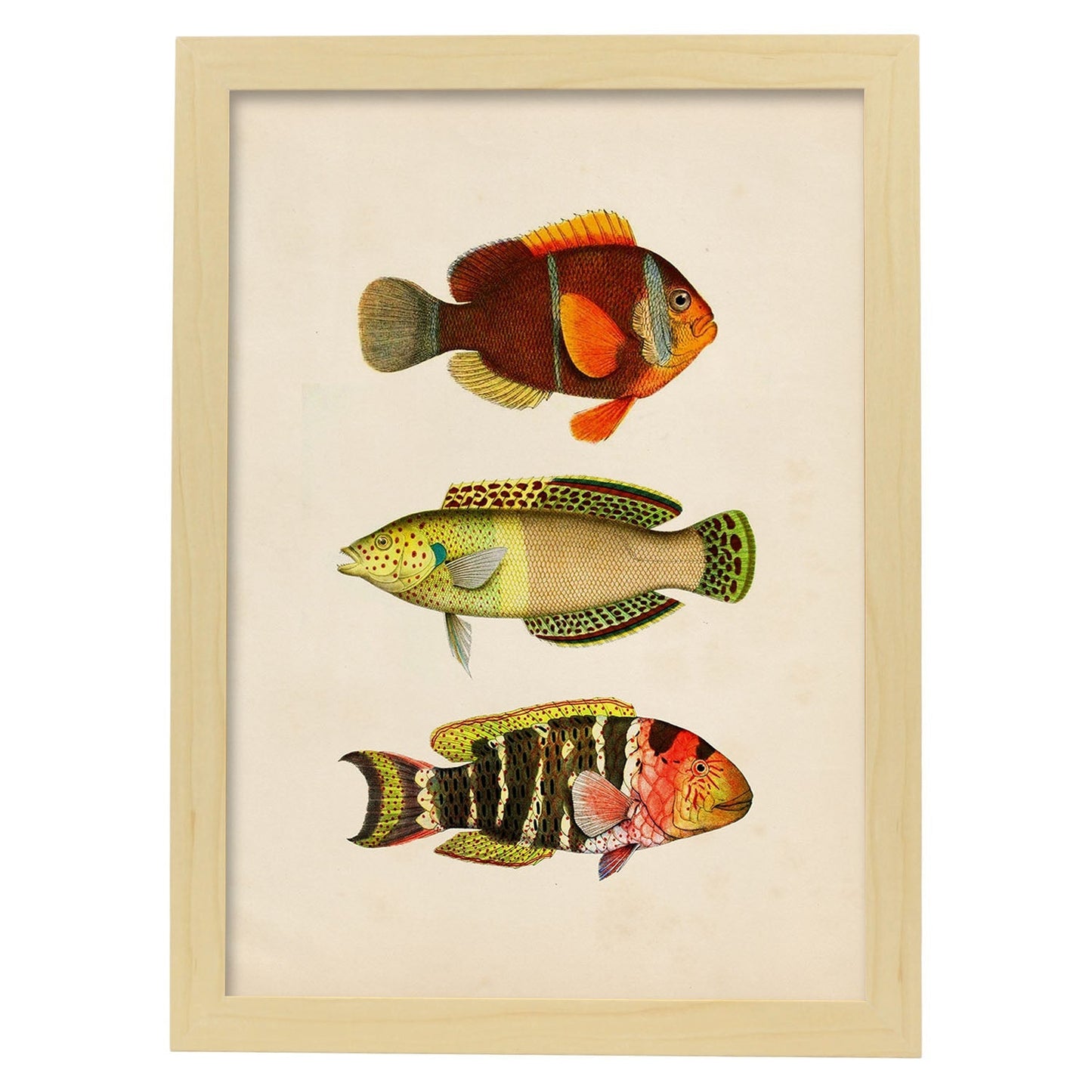 Lámina de tres peces naranja, amarillo, verde y rojo en , fondo papel vintage.-Artwork-Nacnic-A4-Marco Madera clara-Nacnic Estudio SL