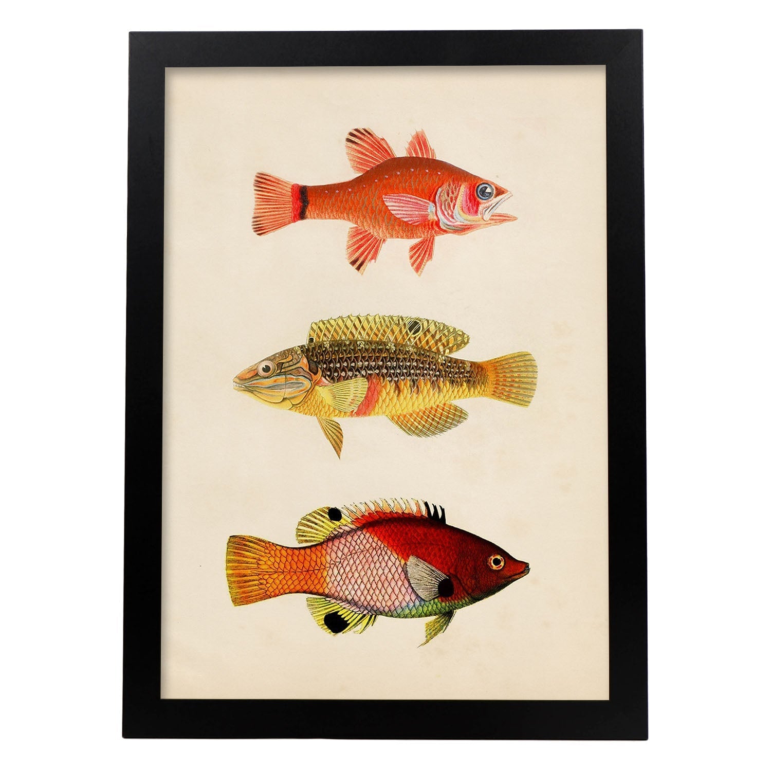 Lámina de tres peces naranja, amarillo, verde y rojo en , fondo papel vintage.-Artwork-Nacnic-A4-Marco Negro-Nacnic Estudio SL