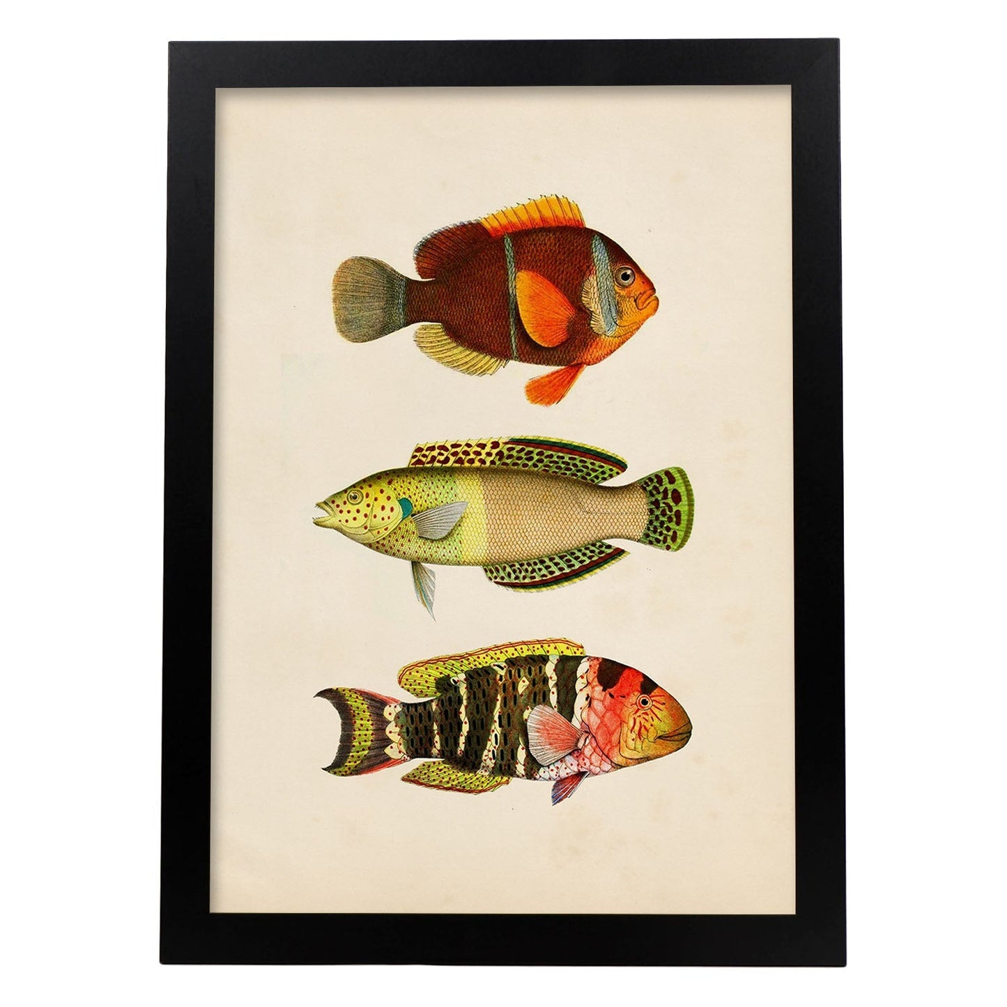 Lámina de tres peces naranja, amarillo, verde y rojo en , fondo papel vintage.-Artwork-Nacnic-A4-Marco Negro-Nacnic Estudio SL