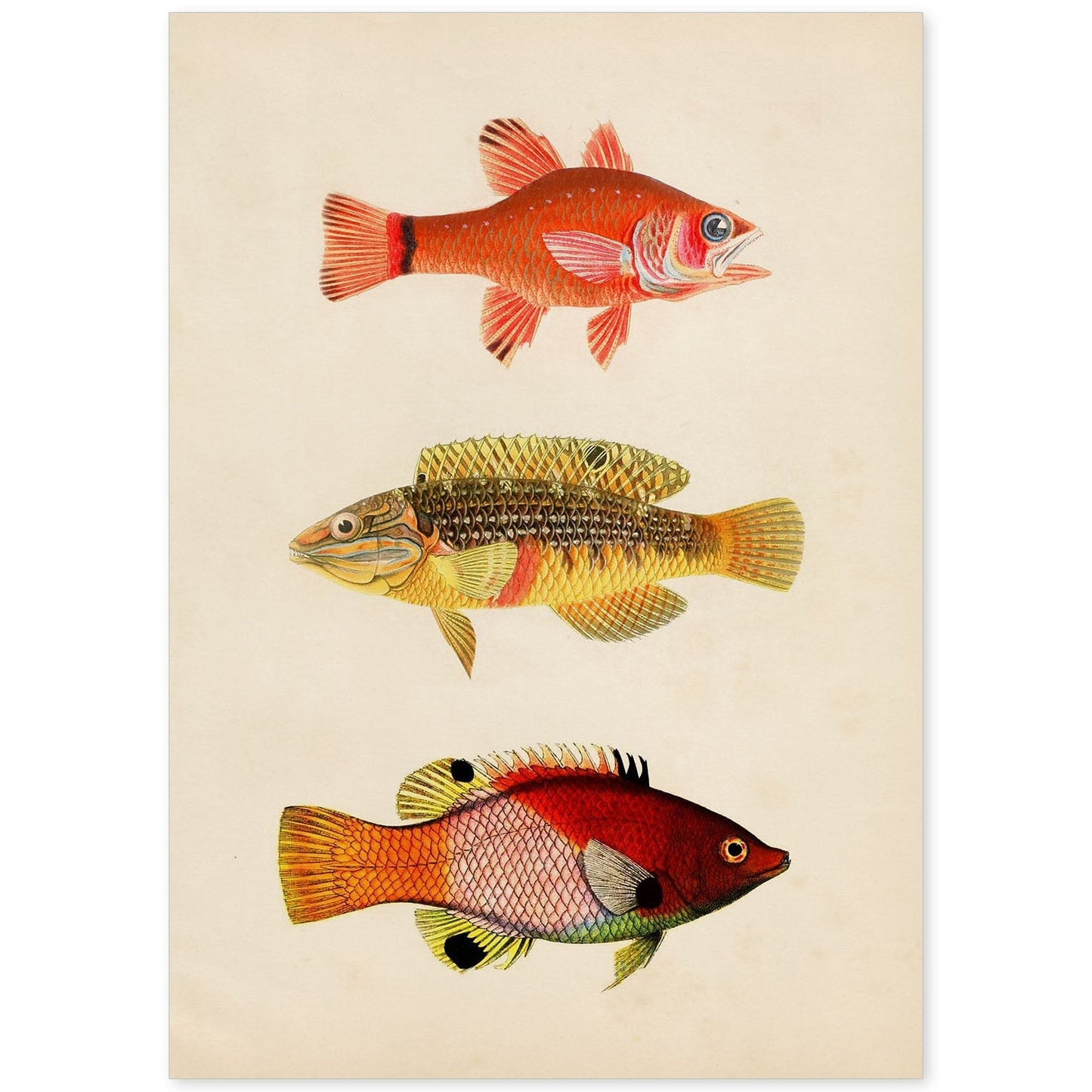 Lámina de tres peces naranja, amarillo, verde y rojo en , fondo papel vintage.-Artwork-Nacnic-A4-Sin marco-Nacnic Estudio SL