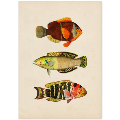 Lámina de tres peces naranja, amarillo, verde y rojo en , fondo papel vintage.-Artwork-Nacnic-A4-Sin marco-Nacnic Estudio SL