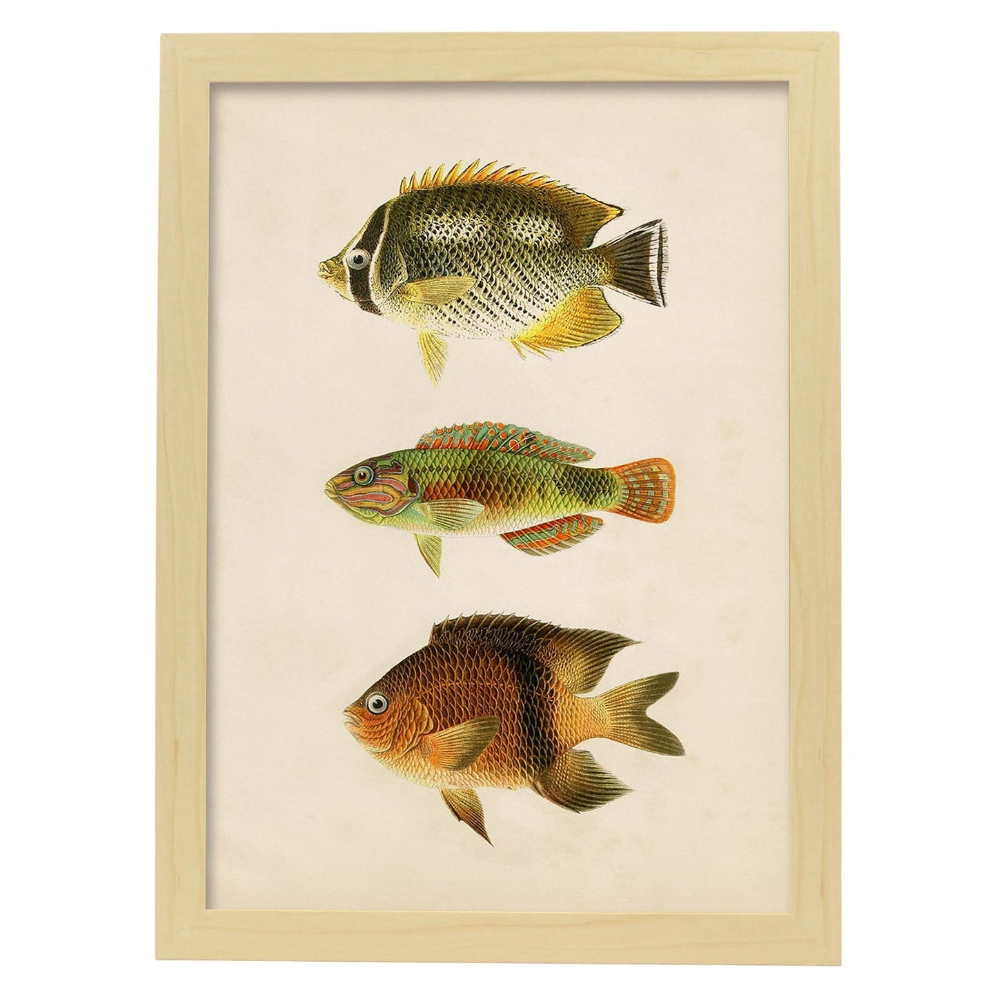 Lámina de tres peces naranja, amarillo y marron en , fondo papel vintage.-Artwork-Nacnic-A3-Marco Madera clara-Nacnic Estudio SL