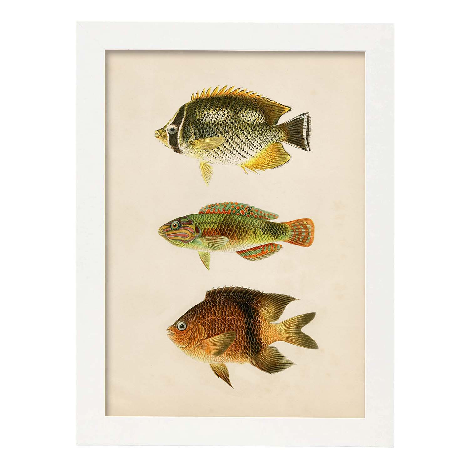 Lámina de tres peces naranja, amarillo y marron en , fondo papel vintage.-Artwork-Nacnic-A4-Marco Blanco-Nacnic Estudio SL