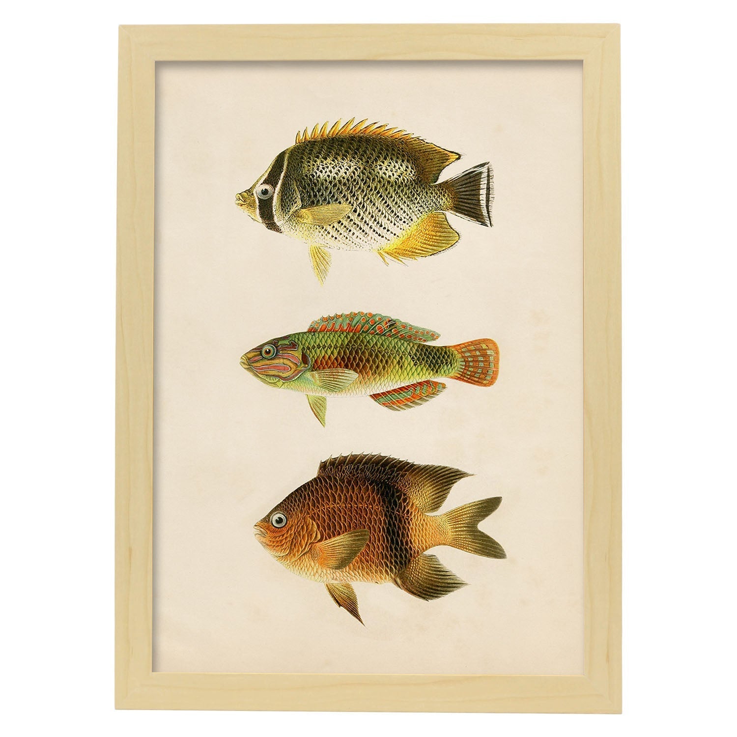 Lámina de tres peces naranja, amarillo y marron en , fondo papel vintage.-Artwork-Nacnic-A4-Marco Madera clara-Nacnic Estudio SL