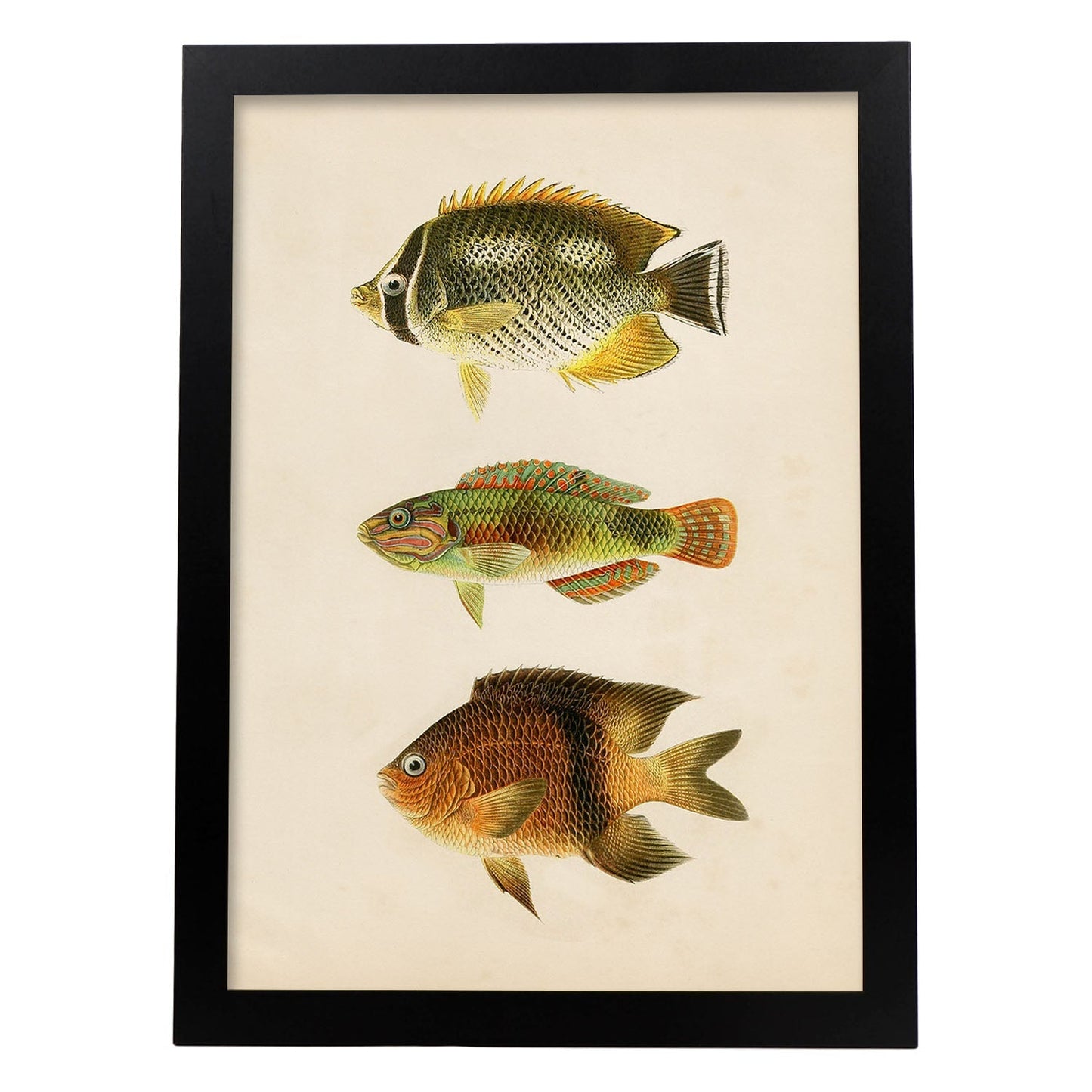 Lámina de tres peces naranja, amarillo y marron en , fondo papel vintage.-Artwork-Nacnic-A4-Marco Negro-Nacnic Estudio SL