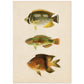 Lámina de tres peces naranja, amarillo y marron en , fondo papel vintage.-Artwork-Nacnic-A4-Sin marco-Nacnic Estudio SL
