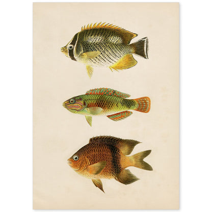 Lámina de tres peces naranja, amarillo y marron en , fondo papel vintage.-Artwork-Nacnic-A4-Sin marco-Nacnic Estudio SL