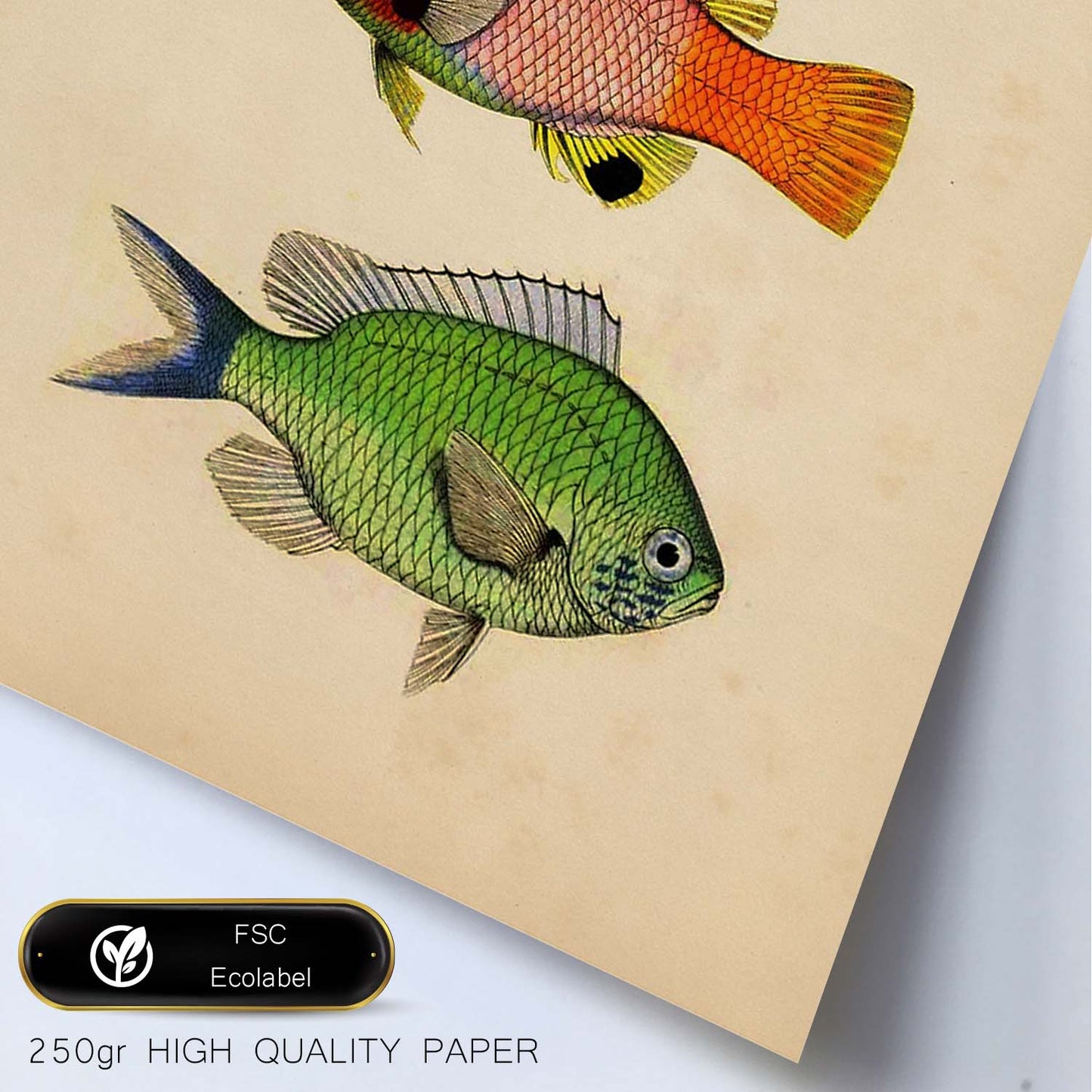 Lámina de tres peces naranja, negro rojo, verde en , fondo papel vintage.-Artwork-Nacnic-Nacnic Estudio SL