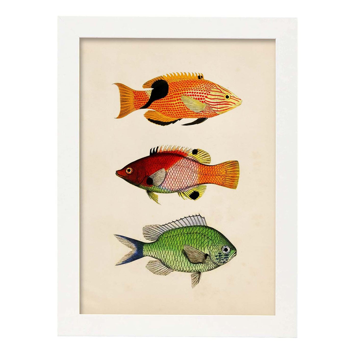 Lámina de tres peces naranja, negro rojo, verde en , fondo papel vintage.-Artwork-Nacnic-A3-Marco Blanco-Nacnic Estudio SL