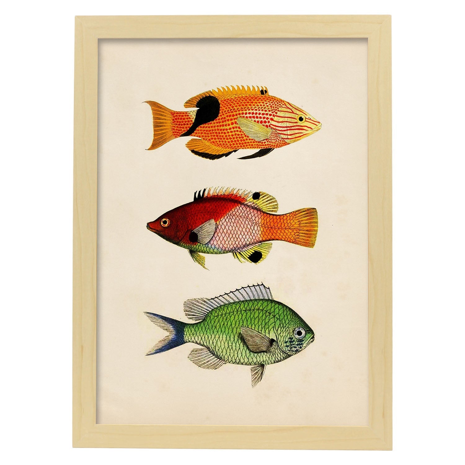 Lámina de tres peces naranja, negro rojo, verde en , fondo papel vintage.-Artwork-Nacnic-A3-Marco Madera clara-Nacnic Estudio SL